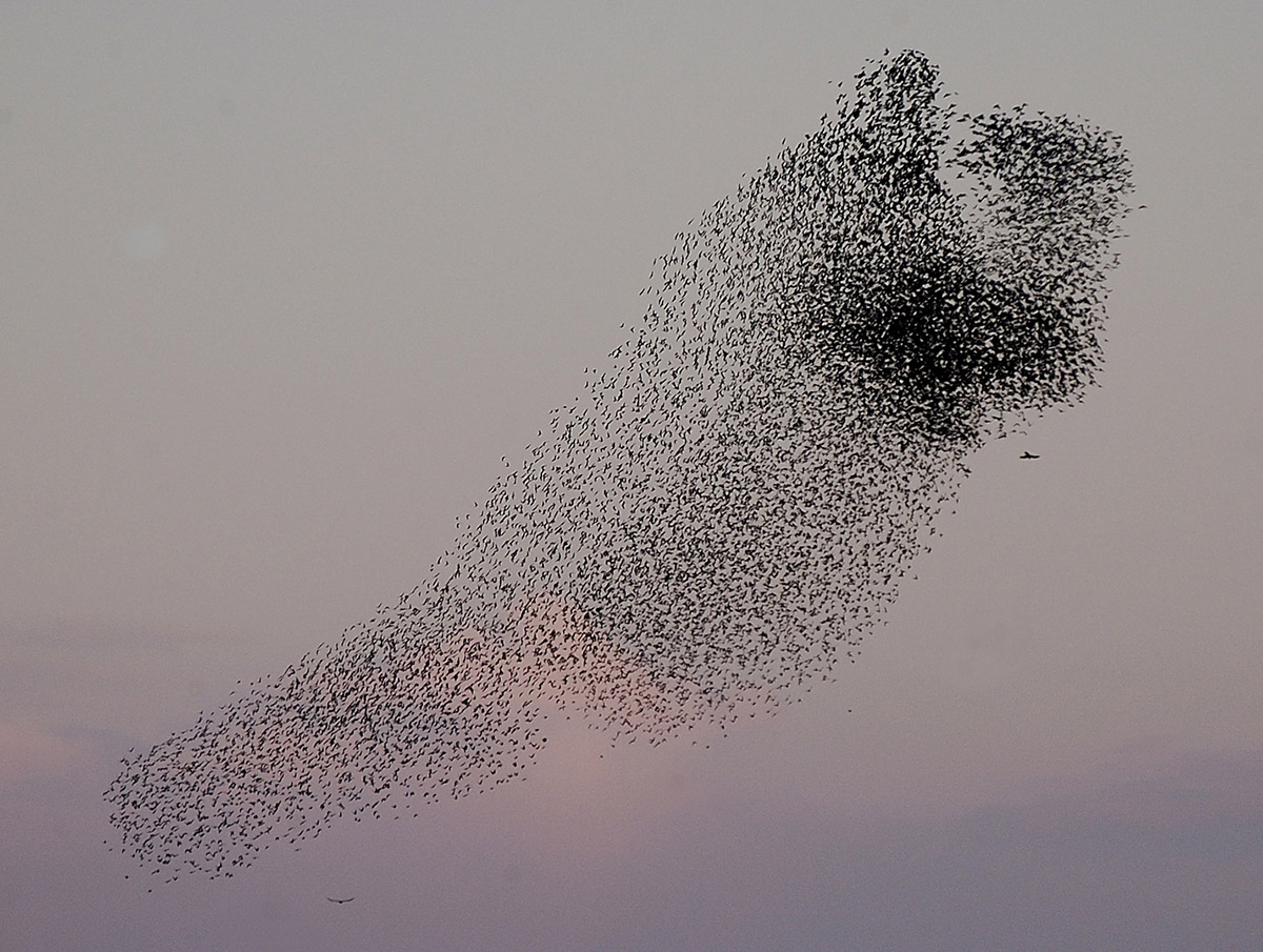 swarm of sparrows_photo Bjarne Winkler